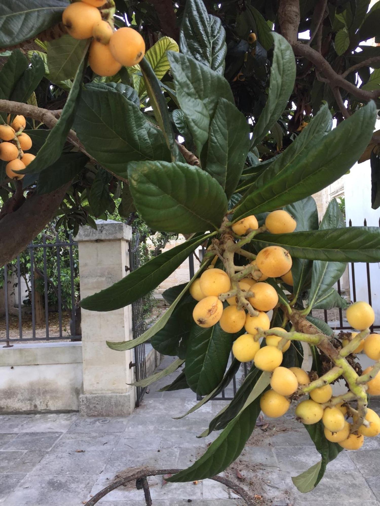レッチェ Palazzo De Carlo E Il Parco Dei 7 Pozzi Bed & Breakfast エクステリア 写真